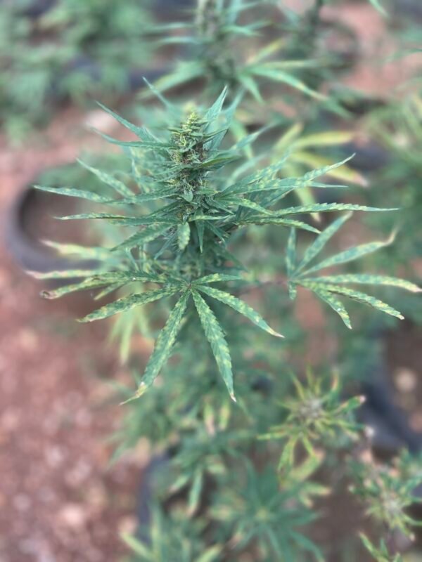 Jetski + Cannabis and Bird Sanctuary - Image 6